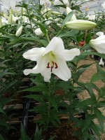 [5613 VH43 Opera No01.JPG]